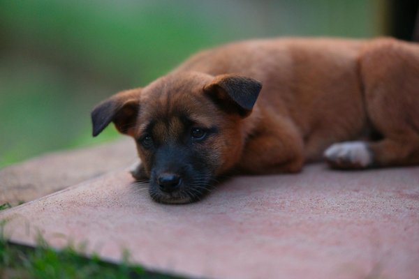 Ricette Ecletiche per Ogni Palato!